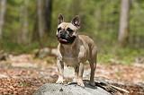BOULEDOGUE FRANCAIS 1062